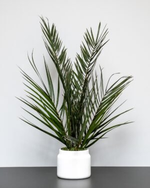 Alternative view of Eksklusiv Konserveret Palme Potteplante – Naturtro Evighedsgrønt (60/80 cm)