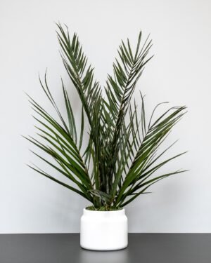 Konserveret Palme Potteplante