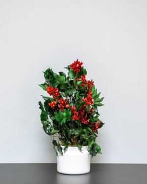 Konserveret Ivy Ruberia
