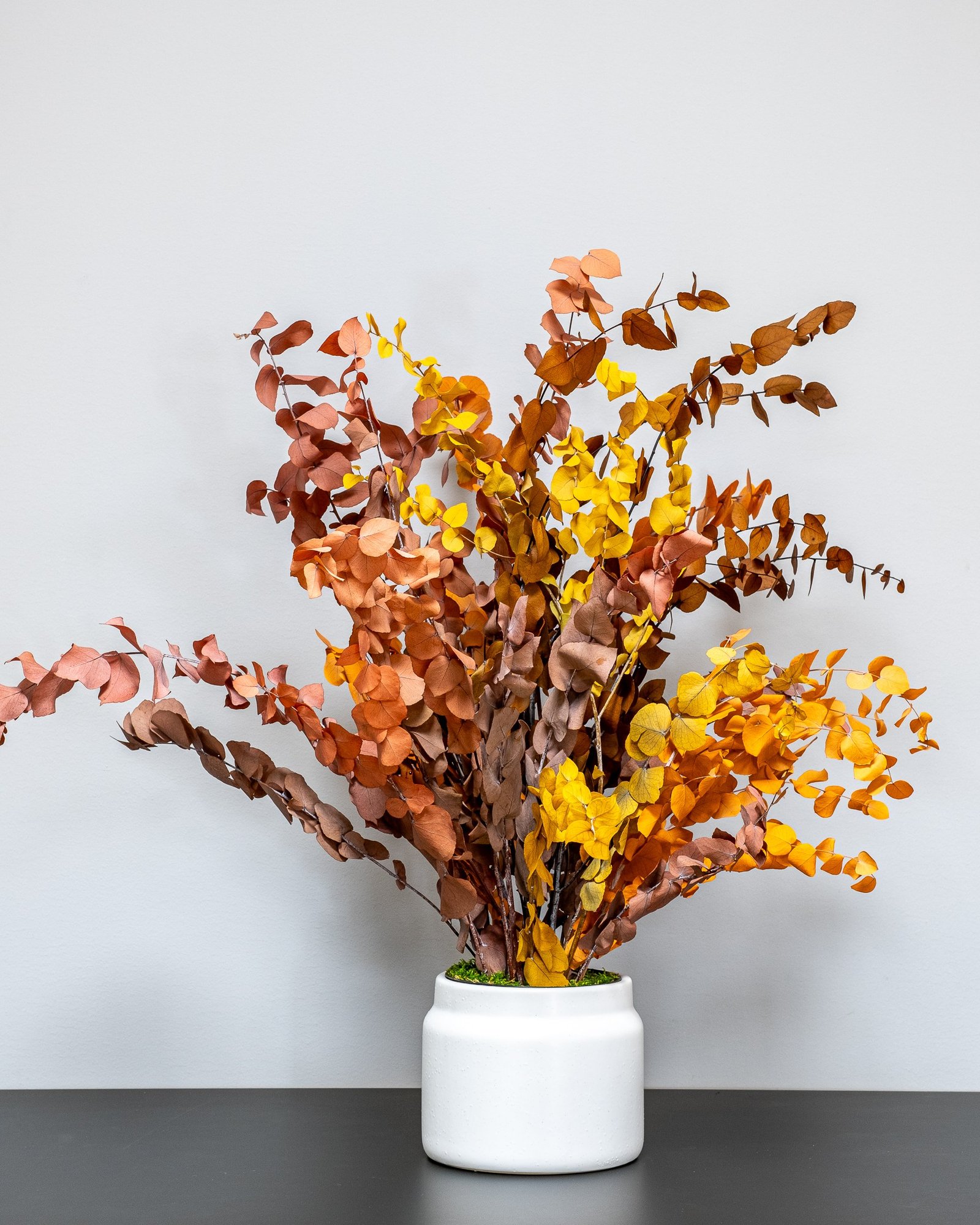 Vedligeholdelsesfri Eucalyptus Stuartiana