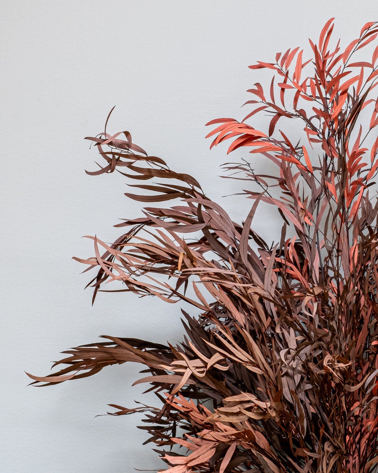 Preserved Flowers 2 Forever Flora Dk