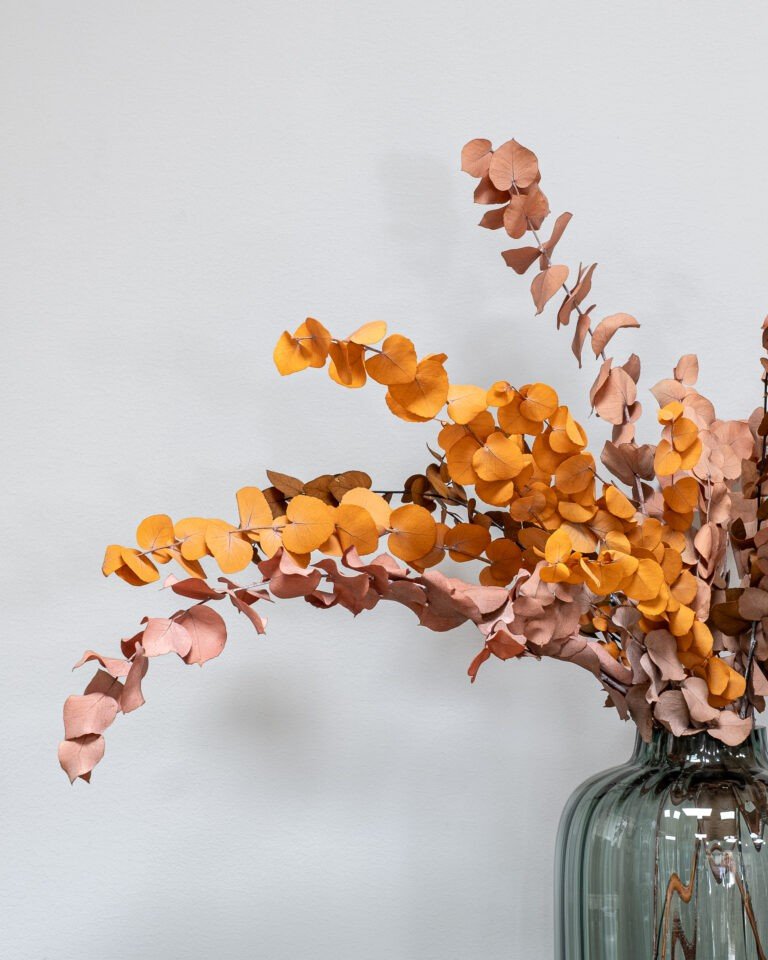 Alternative view of Eucalyptus Stuartiana - konserverede planter