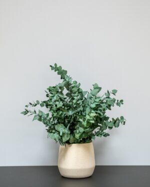 Alternative view of Vedligeholdelsesfri Eucalyptus Stuartiana i Kruke