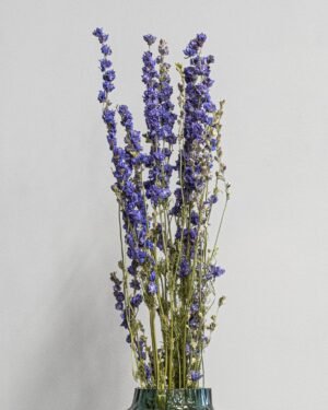 Forever Flora Dk