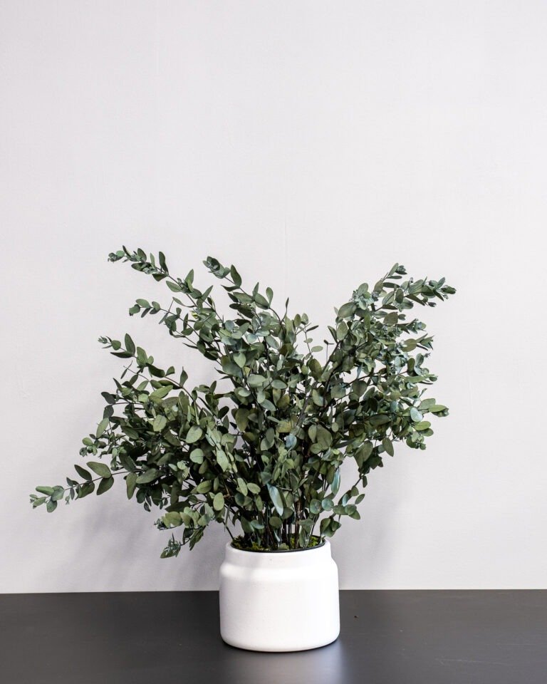 Potteplante Konserveret Gunny