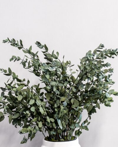 Alternative view of Potteplante Konserveret Gunny
