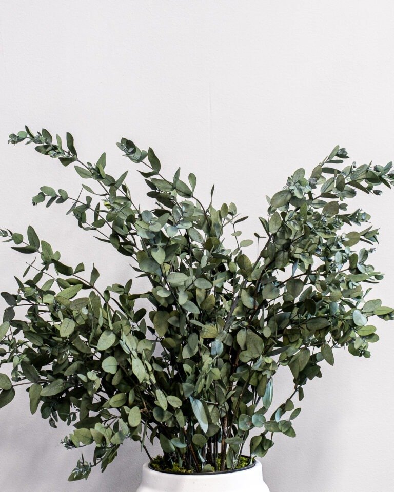 Alternative view of Potteplante Konserveret Gunny