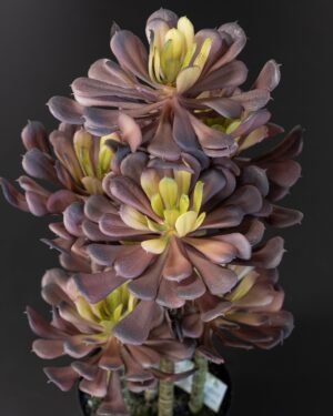 Forever Flora Dk