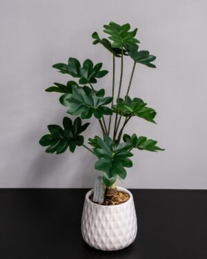 Forever Flora Dk