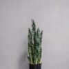 Kunstig Sansevieria
