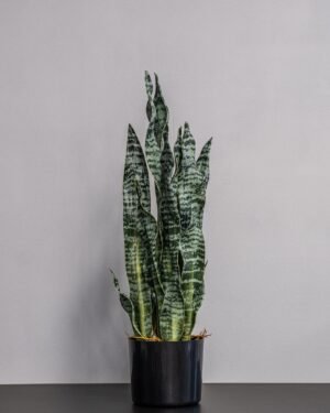 Alternative view of Eksklusiv Kunstig Sansevieria Zeylanica i Potte – Naturtro Design (60 cm)