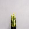 Kunstig Sansevieria