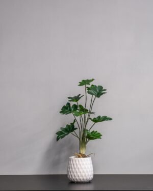 Forever Flora Dk