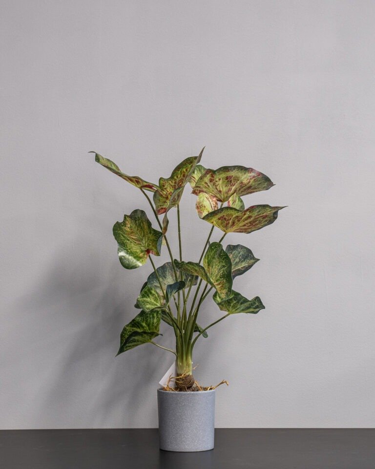 Alternative view of Eksklusiv Kunstig Caladium i Potte – Naturtro Design (60 cm)
