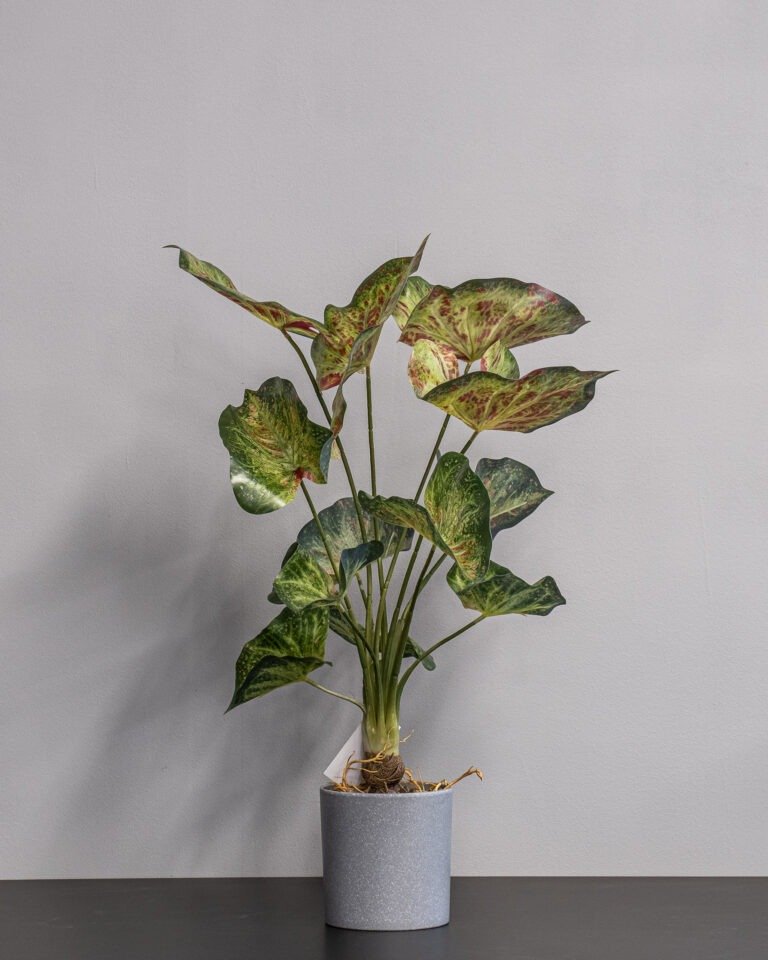 Kunstig Caladium
