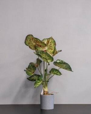 Forever Flora Dk