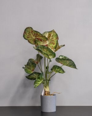 Forever Flora Dk