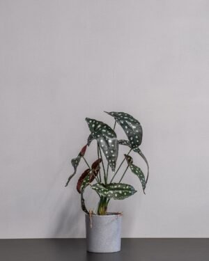 Kunstig Begonia