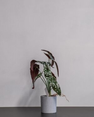 Forever Flora Dk