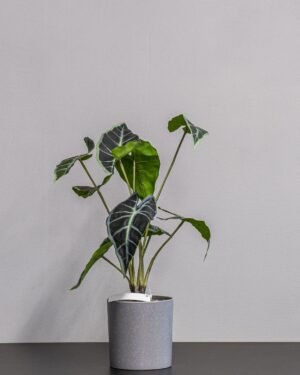 Forever Flora Dk