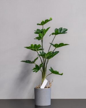 Forever Flora Dk