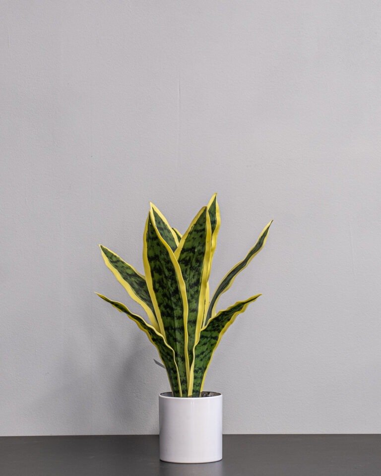 Alternative view of Naturtro Kunstig Sansevieria i hvid krukke – Svigermors skarpe tunge (40 cm)