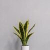 Kunstig Sansevieria