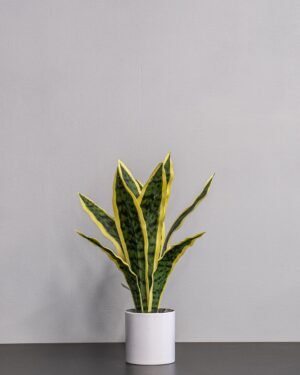 Kunstig Sansevieria