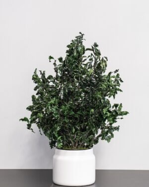Potteplante Konserveret Pittosporum - Vedligeholdelsesfri og Bæredygtig 8 Forever Flora Dk