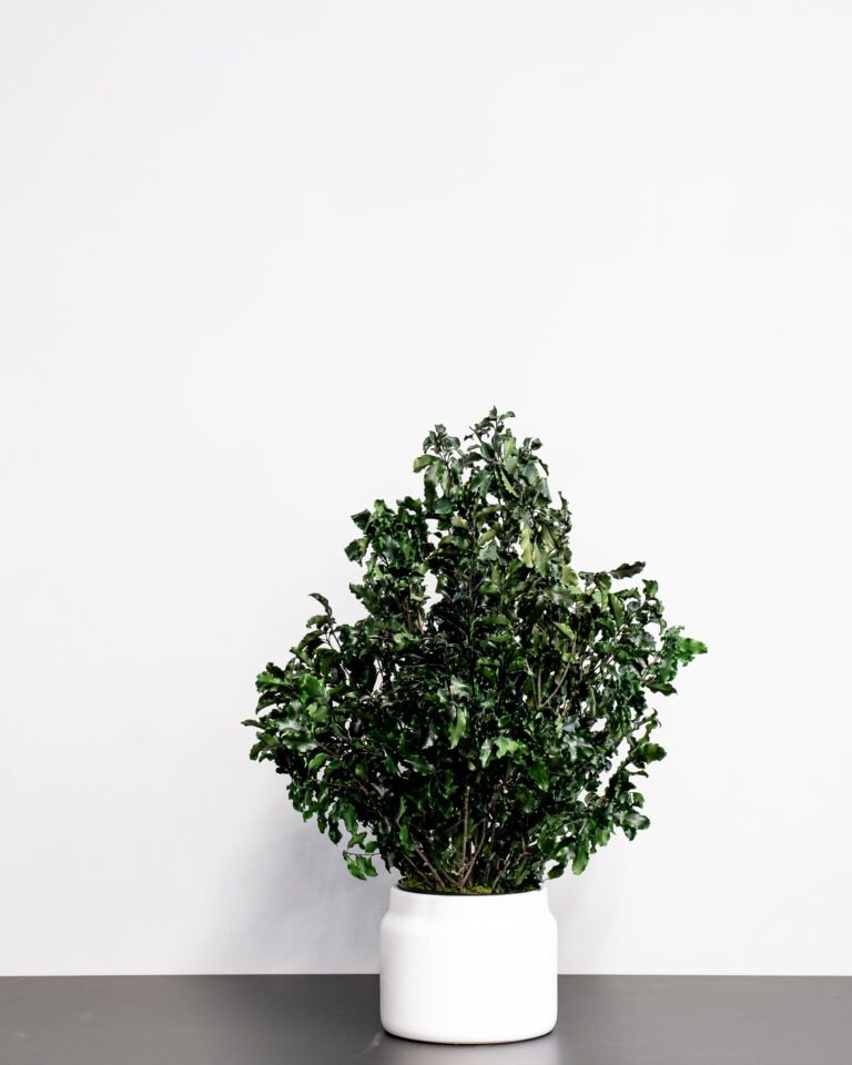 Potteplante Konserveret Pittosporum - Vedligeholdelsesfri og Bæredygtig