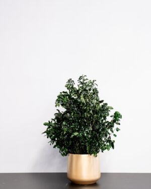 Potteplante Konserveret Pittosporum - Vedligeholdelsesfri og Bæredygtig 10 Forever Flora Dk