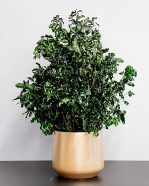 Potteplante Konserveret Pittosporum - Vedligeholdelsesfri og Bæredygtig 9 Forever Flora Dk