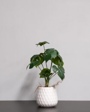Forever Flora Dk