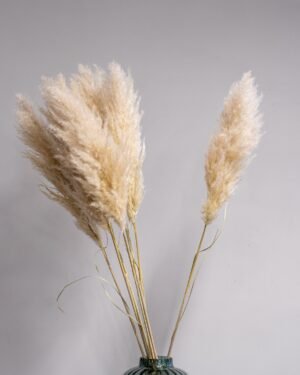 Fluffy Pampasgræs Super – Imponerende Evighedsgræs (110–120 cm) - 3st 13 Forever Flora Dk