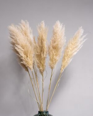 Fluffy Pampasgræs Super – Imponerende Evighedsgræs (110–120 cm) - 3st 15 Forever Flora Dk