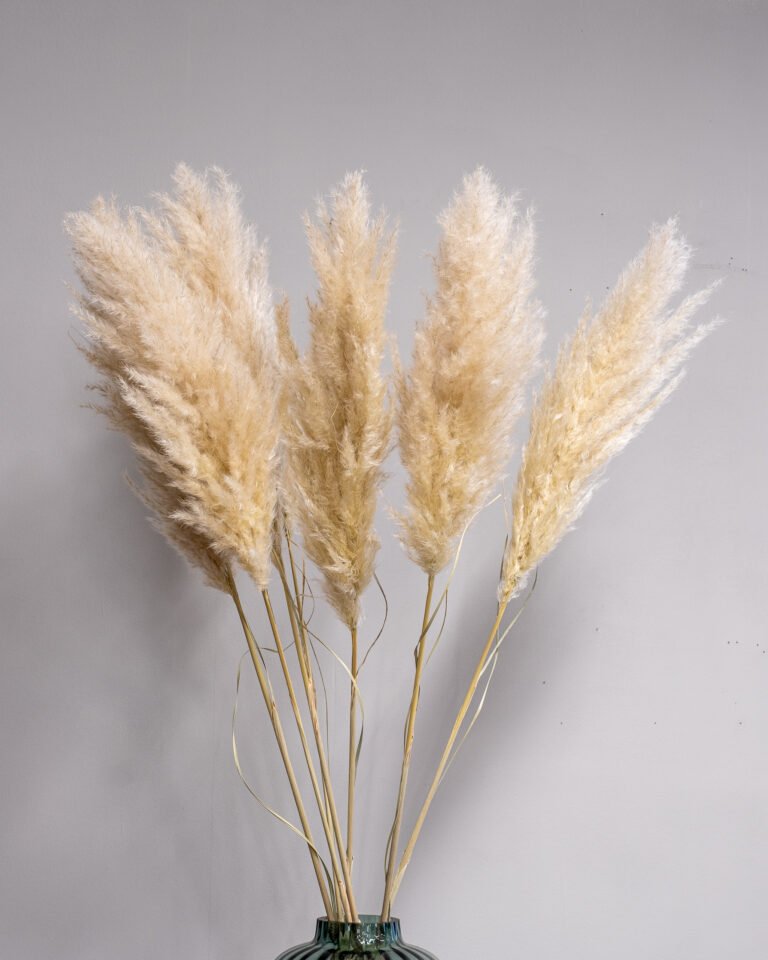 Alternative view of Fluffig Pampasgræs 3st - Super